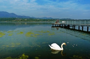 cigno, lago, acqua, pontile, bianco, riflesso, montagne, uccello, cielo, montagna, alghe