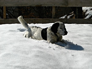 neve, cane, bianco, animale, coda, inverno, ombra, orecchie, nero, staccionata, animali, invernale, steccato, muso, naso, zampe