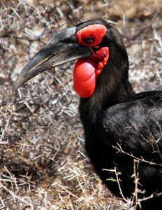 nero, becco, rosso, uccello, arbusti