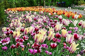 fiori, verde, tulipani, alberi, colori, giardino, viola, persone, erba, rosso, foglie, parco, natura, giallo, petali, ombrelli, bianco, arancione, bianchi, campo, aiuola