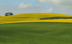 verde, giallo, collina, paesaggio, alberi, campi, campo, panorama, coltivazione, albero, cielo, bicolore