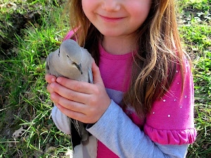 bambina, erba, verde, mani, capelli, tortora, piccione, uccello, sorriso, grigio, becco, rosa, bocca, volatile, piume, colombo