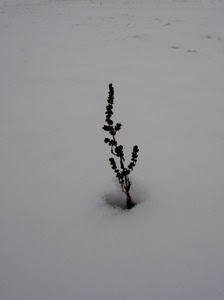 neve, bianco, pianta, inverno, ramo, foglie, nero, bianconero