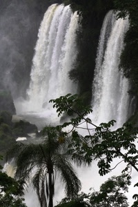 acqua, cascate, cascata, alberi, rami, piante, bianconero, fiume, foglie, verde, bianco