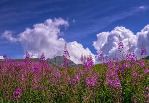 nuvole, fiori, cielo, montagna, prato, verde, viola, rosa