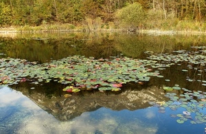 lago, riflesso, ninfee, acqua, foglie, montagna, riva, verde, riflessi
