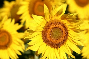 giallo, petali, fiori, girasoli, girasole, fiore, semi, sfocato