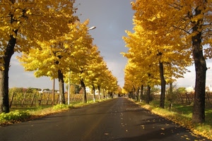 strada, alberi, giallo, autunno, foglie, prospettiva, viale, lampione