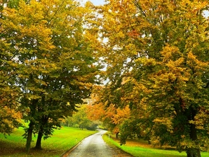 alberi, foglie, autunno, strada, bosco, verde, viale, parco
