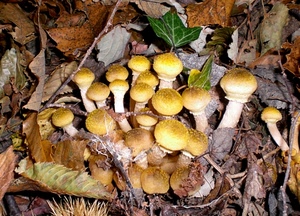 foglie, funghi, autunno, bosco, edera, verde, giallo, marrone, rami