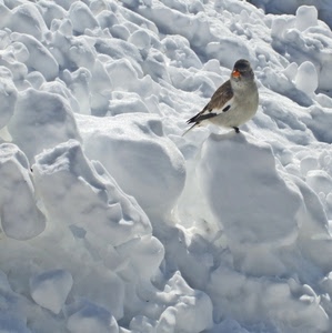uccello, neve, bianco, inverno, becco, piume, volatile, ali, animale, penne
