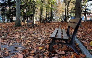 foglie, autunno, panchina, alberi, parco, panchine, viale