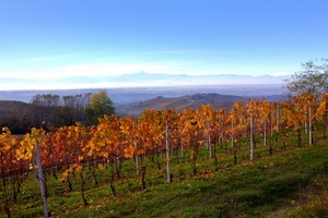 foglie, autunno, alberi, vigneto, panorama, vigna, colline, paesaggio, cielo, collina, campagna, filari, montagna, montagne, arancione, piante