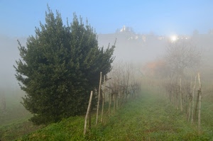 nebbia, pali, albero, foschia, verde, alberi, erba, vigneto, campagna, paletti, cielo, rami, viti, filari