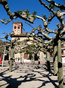 alberi, ombre, rami, chiesa, piazza, campanile, cielo, torre