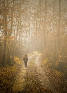 alberi, foglie, nebbia, autunno, bosco, sentiero, strada