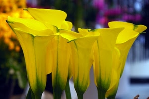 giallo, fiori, verde, petali, sfocato, calle, gialli