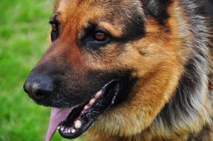 cane, lingua, muso, occhi, denti, animale, pastore, pelo