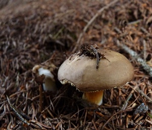 fungo, funghi, aghi, marrone, sottobosco, autunno, bosco, cappella, porcino, erba, cibo, due