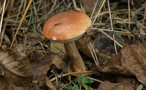 foglie, fungo, erba, gambo, cappella, marrone, autunno, bosco, cappello