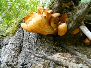 tronco, albero, funghi, fungo, verde, corteccia, foglie, giallo, rami, bosco