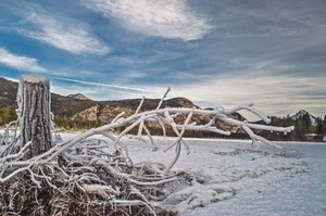 rami, neve, tronco, inverno