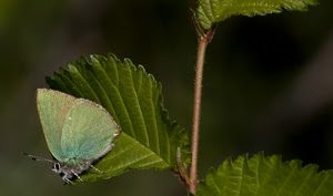 farfalla, verde, foglie, antenne, ali, zampe, insetto, nervature, foglia, natura, ramo, stelo