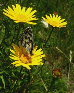 farfalla, giallo, fiori, petali, insetto, verde, fiore, ali, tre, erba, antenne, margherite, zampe, margherita, natura