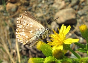 farfalla, fiore, giallo, ali, verde, antenne, insetto, natura, petali, zampe, pistilli, macro