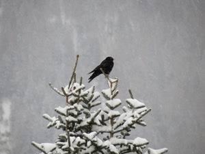 neve, uccello, albero, inverno, nero, abete, bianco, rami