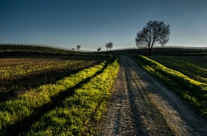 alberi, strada, campagna, erba, verde, campi, albero, cielo, sentiero, azzurro