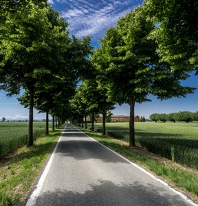 strada, alberi, cielo, verde, viale, nuvole, campi, prospettiva, cascina, case, campagna, ombre, ombra, erba, azzurro