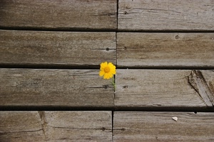 fiore, giallo, legno, assi, porta, viti