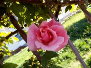 rosa, fiore, foglie, verde, petali, giardino, macro, pianta