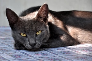 occhi, gatto, orecchie, animale, muso, grigio, baffi, naso, giallo