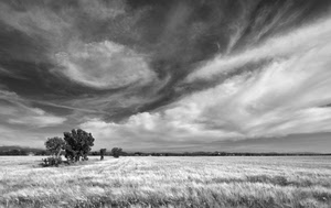 nuvole, alberi, bianconero, grano, campo