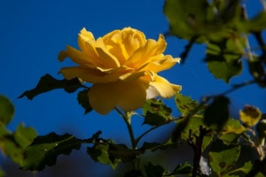 foglie, rosa, petali, giallo, gialla, fiore, verde, blu