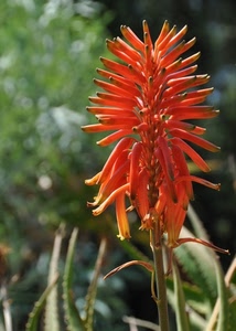 fiore, verde, arancio, arancione, stelo, foglie, pianta, gambo, natura, sfocato