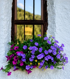 finestra, fiori, viola, riflesso, fucsia, verde, azzurro, vetro, muro, bianco