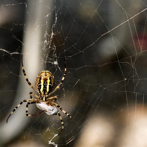ragno, ragnatela, zampe, macro, tela, insetto
