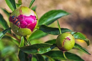 foglie, insetto, verde, fiore, boccioli, bocciolo, fiori, rosa, peonia
