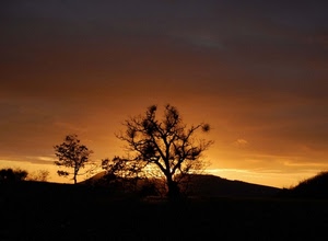 alberi, tramonto, cielo, controluce, collina, giallo, rosso, rami, arancio