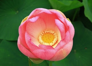 fiore, rosa, petali, verde, macro, foglie, giallo