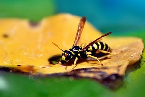 giallo, ali, ape, foglia, nero, macro, vespa, insetto, zampe, verde