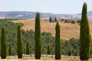 alberi, cipressi, verde, panorama, campo, colline, paesaggio, cielo, piante