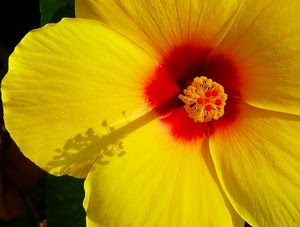 giallo, fiore, rosso, ombra, petali, pistilli, macro