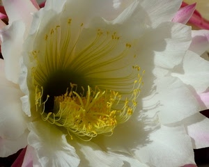 fiore, bianco, petali, giallo, pistilli, stami, pistillo, corolla