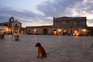 cane, piazza, luci, chiesa, nuvole, sera, cielo, vaso, notturno