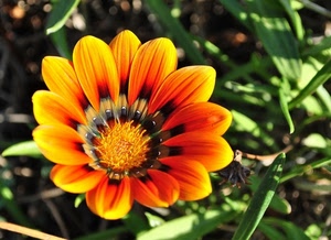 petali, fiore, giallo, verde, foglie, corolla, arancio, arancione, pistilli, macro