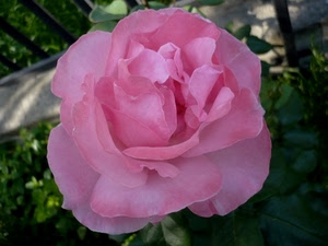 fiore, rosa, petali, verde, foglie, pianta